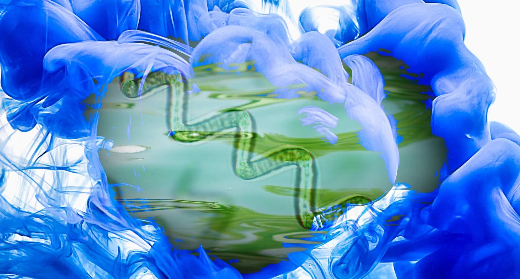 The essential differences between spirulina and phycocyanin